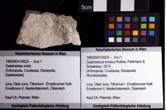 Foto (Objket + Etiketten) von Gastrosacus torosus (Robins, Feldmann & Schweitzer, 2013) 